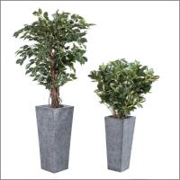2 plantes