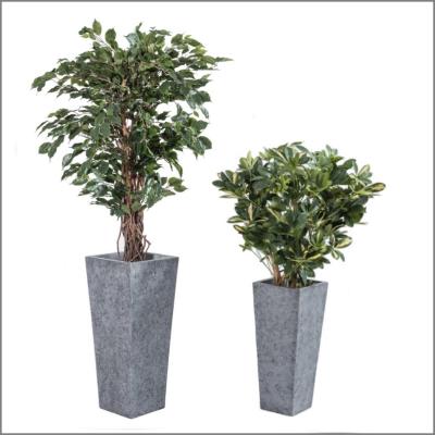 2 plantes