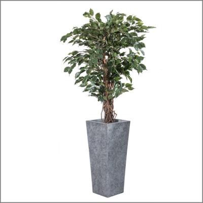 Plante ficus liane h190