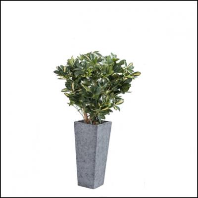 Plante schefflera h110 1