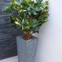 Plante schefflera h110